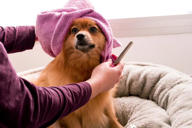 Pet grooming
